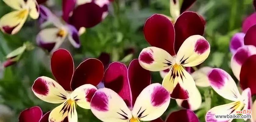 红色兔子的象征意义与文化内涵 红色的兔子——寓意与象征