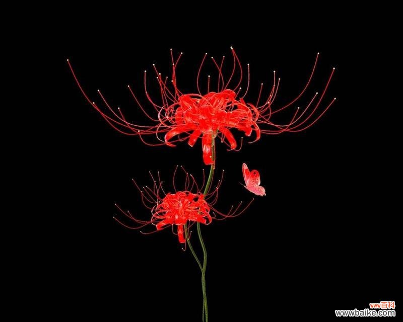 黑色花卉的种类 神秘的黑色花朵