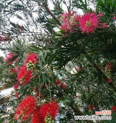 揭示花千层花的奇特之美与寓意 花千层花的象征意义及内涵