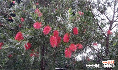 揭示花千层花的奇特之美与寓意 花千层花的象征意义及内涵