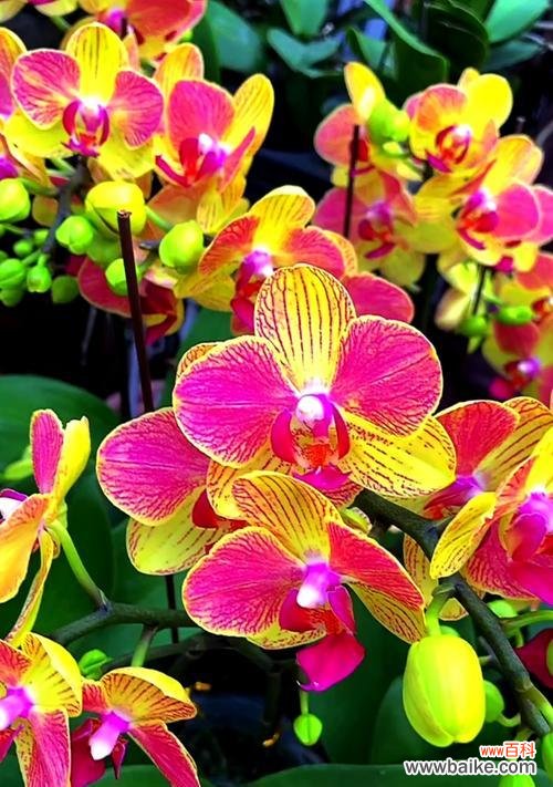 探索蝴蝶兰花语的背后意义 蝴蝶兰花语的奥秘