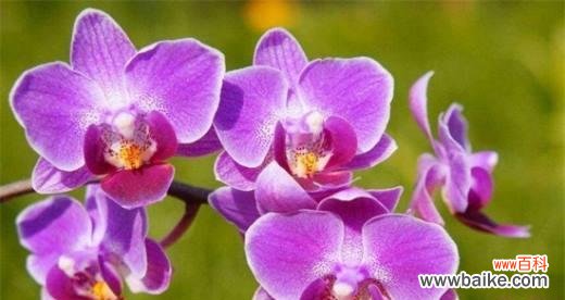 探索蝴蝶兰花语的背后意义 蝴蝶兰花语的奥秘