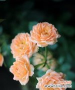 黄色月季花的花语及寓意解读 黄色月季花