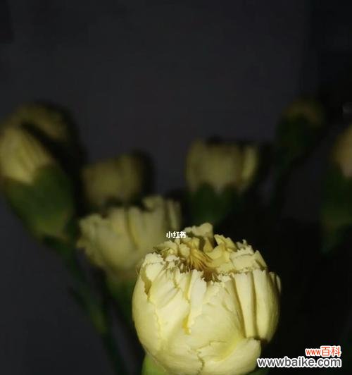 探究黄色康乃馨的美丽寓意 黄色康乃馨的象征意义