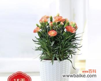 探究黄色康乃馨的美丽寓意 黄色康乃馨的象征意义