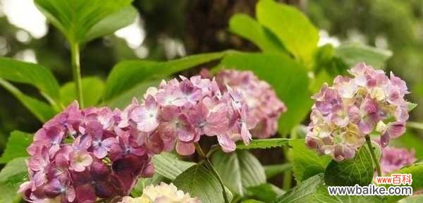 感恩之道 以鞠谢心领，致敬感恩之美