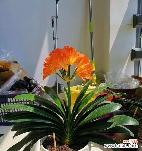 以花养心 家里养君子兰，培养高尚品质