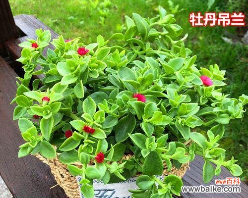 吊兰开花的好处和花期预测 家里吊兰开花的寓意及养护方法