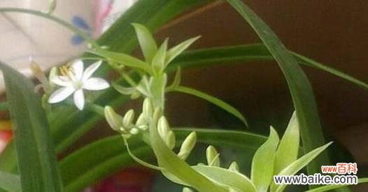 吊兰开花的好处和花期预测 家里吊兰开花的寓意及养护方法