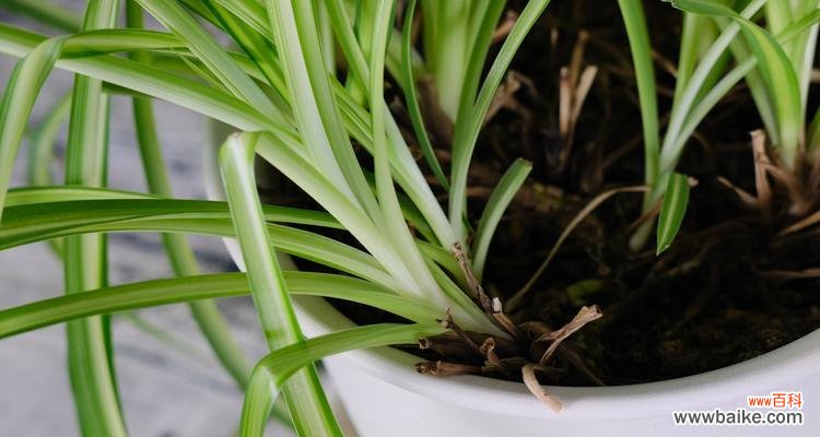 吊兰开花的好处和花期预测 家里吊兰开花的寓意及养护方法