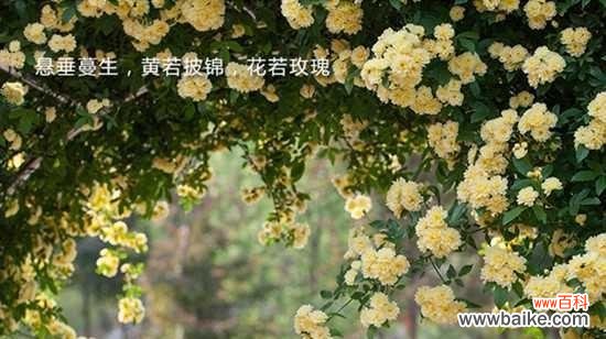 探秘暗恋男生的花语 花语暗恋
