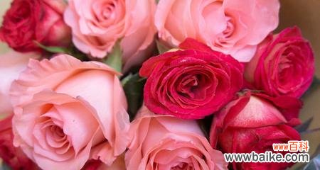 浪漫花语 花语传情——用花代表爱情