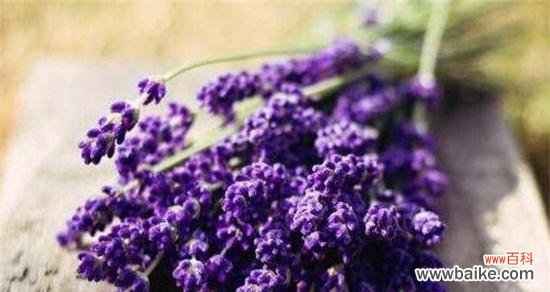 浪漫花语 花语传情——用花代表爱情