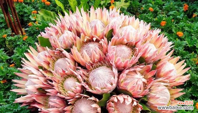 探寻花朵中的尊贵气质 尊贵与花朵的象征