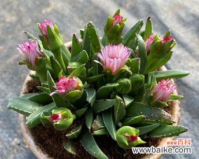 探索智慧的花海 智慧之花-以月季代表睿智