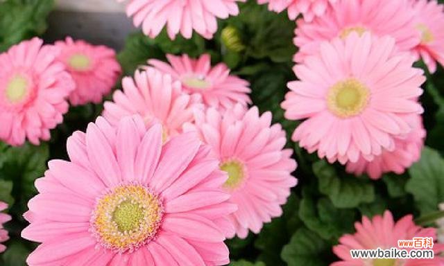 探索智慧的花海 智慧之花-以月季代表睿智