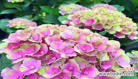 百合花的美丽与纯洁 以百合花代表尊敬的深刻寓意