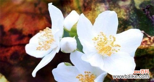 百合花的美丽与纯洁 以百合花代表尊敬的深刻寓意