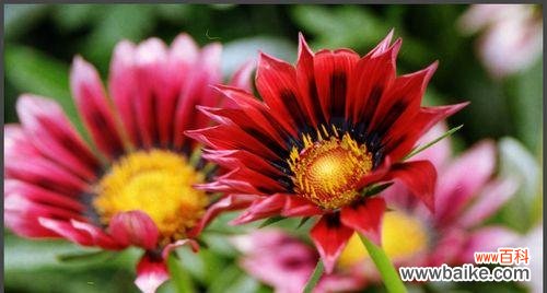 探寻代表魅力的花朵之美 花语传魅力