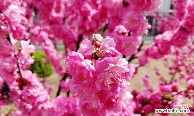 探寻代表魅力的花朵之美 花语传魅力
