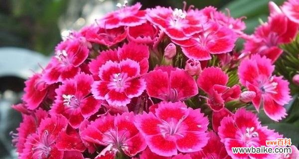 探寻代表魅力的花朵之美 花语传魅力