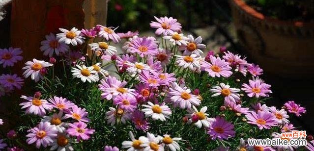 探寻花的语言 花间情缘