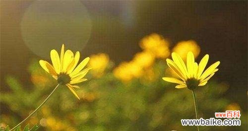 探寻花的语言 花间情缘