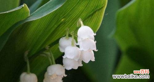 用百合花传递安全的含义 以百合花的花语为主题的文章