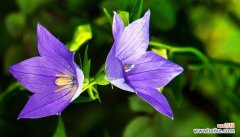 探索玫瑰花在爱情中的含义与象征 以玫瑰花的花语为主题的爱情文章