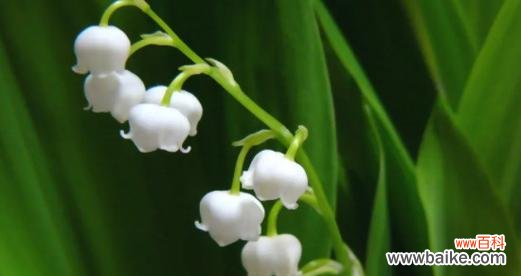 探寻背叛欺骗的鹤望兰花语之谜 鹤望兰