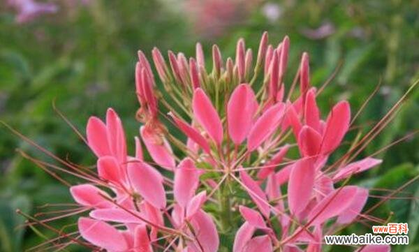 探寻背叛欺骗的鹤望兰花语之谜 鹤望兰