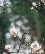 月下思念 倦倚玉栏，近观月晕