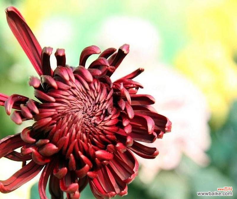 展现生命坚韧的傲霜枝 傲霜枝——菊残犹有傲的象征