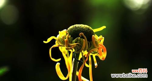 展现生命坚韧的傲霜枝 傲霜枝——菊残犹有傲的象征