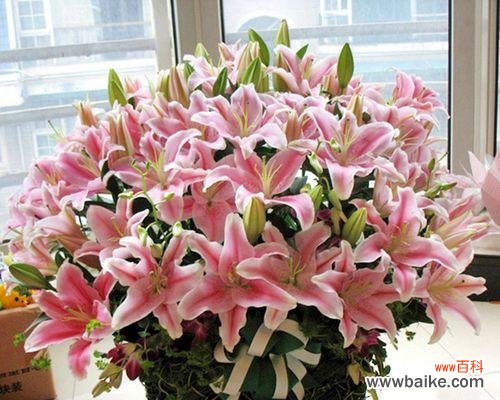 蓝黄粉 三种颜色百合的相配之美