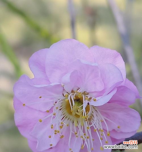 以梅花为主角的吉祥文化传承 梅花与吉祥相伴