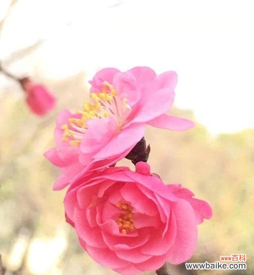 以梅花为主角的吉祥文化传承 梅花与吉祥相伴