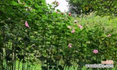 探索木芙蓉花语的意义与传承 木芙蓉的花语——迷人的红色之美