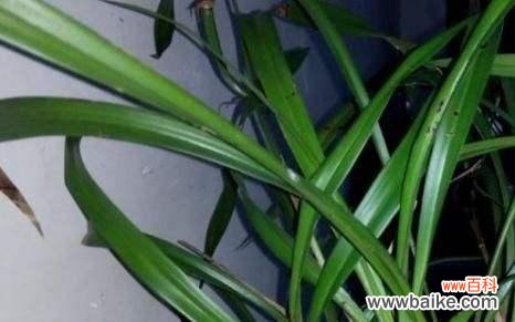 揭开兰花叶尖起兜的神秘面纱 探秘兰花叶尖起兜的奥秘