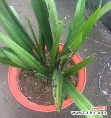 揭开兰花叶尖起兜的神秘面纱 探秘兰花叶尖起兜的奥秘