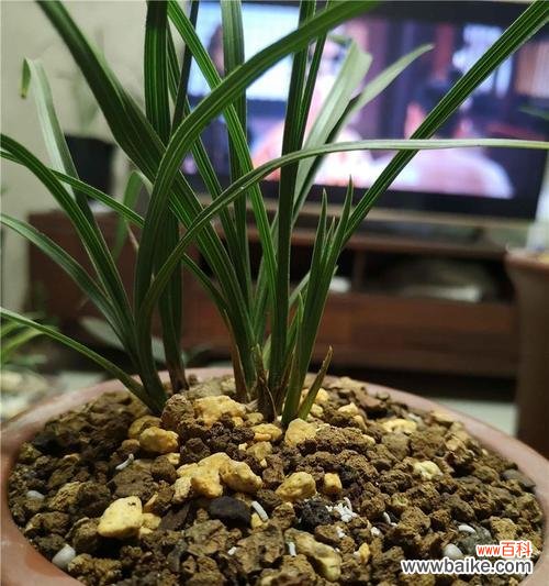 揭开兰花叶尖起兜的神秘面纱 探秘兰花叶尖起兜的奥秘