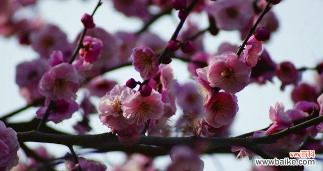 花中贵气 寓意中的兰花与竹子和冬梅