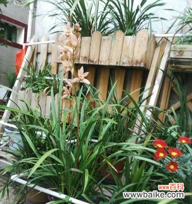 花中贵气 寓意中的兰花与竹子和冬梅