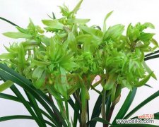 揭秘不同颜色的兰花及其象征意义 探寻兰花的多彩世界