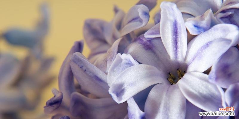 探寻风信子的花语之谜 风信子的花语——神秘的蓝紫之花