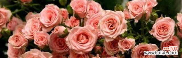 探索玫瑰花的花语意义 玫瑰花的花语传递爱与情感