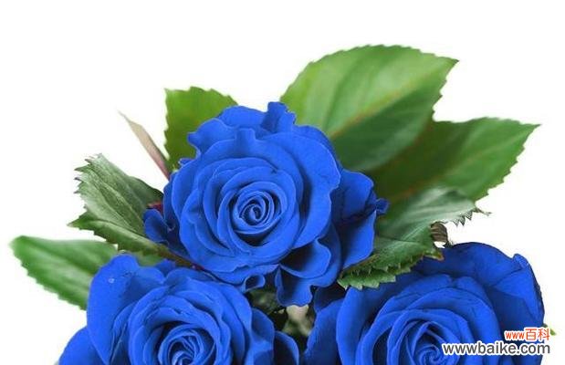 探索玫瑰花的花语意义 玫瑰花的花语传递爱与情感