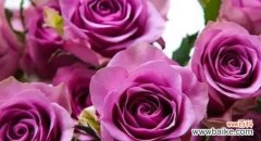 探索玫瑰花的花语意义 玫瑰花的花语传递爱与情感