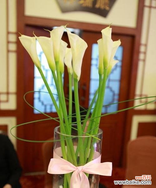 展现生命坚韧力量的奇葩花卉 以马蹄莲的寓意与象征意义