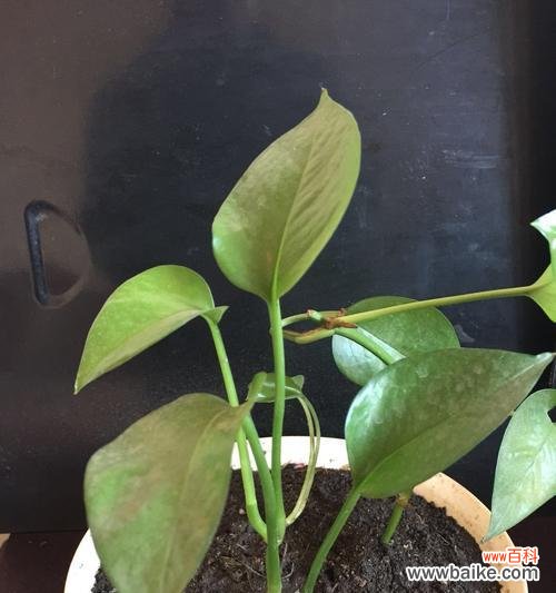 从家庭到心灵 绿萝的意义与象征